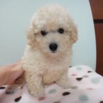 ６月１０日生まれ　トイプードル　男の子