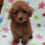 トイプードル　女の子