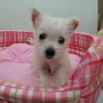 ウエストハイランド・ホワイトテリア