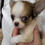 ７月２３日生まれ　ロングコートチワワ　ホワイト＆チョコフォーン