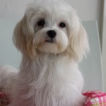 マルチーズ　９月５日生まれ　女の子