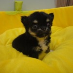 ロングコートチワワ　８月２１日　女の子