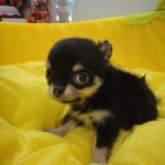 ロングコートチワワ　８月２１日生まれ　女の子