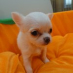 ロングコートチワワ　８月２２日生まれ　男の子