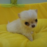 ロングコートチワワ　８月２１日生まれ　女の子