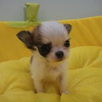 ロングコートチワワ　8月22日生まれ　ホワイト＆レッド　