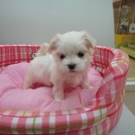 マルチーズ　９月５日生まれ　女の子