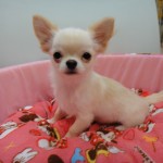 ロングコートチワワ　８月２１日生まれ　男の子