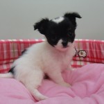 １０月１１日生まれ　ロングコートチワワ　男の子　パーティカラー（ホワイト＆ブラック）