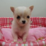 １０月１１日生まれ　ロングコートチワワ　女の子　クリーム