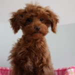 １０月１８日生まれ　トイプードル　女の子　レッド