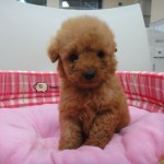１０月１８日生まれ　トイプードル　男の子　アプリコット
