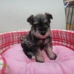 １１月１３日生まれ　ミニチュアシュナウザー　ソルト＆ペッパー　女の子