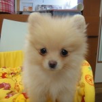 １０月２２日生まれ　ポメラニアン　女の子　オレンジ