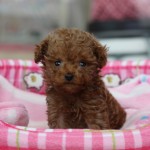 トイプードル　１月１１日生まれ　レッド　男の子