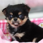 ロングコートチワワ　１月１９日生まれ　ブラック＆タン　女の子
