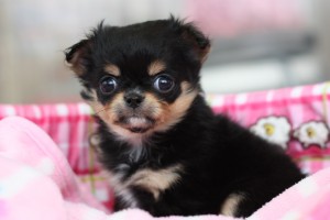 ブラタン見合い