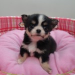 ロングコートチワワ　１月１９日生まれ　男の子　ブラックタン＆ホワイトマーキングス