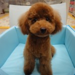 トイプードル　１月１１日生まれ　男の子　レッド