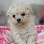 １月２２日　トイプードル　クリーム　男の子