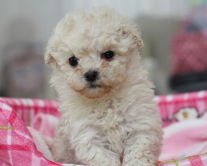 プードル見合い小