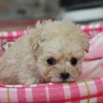 １月２２日生まれ　トイプードル　男の子　クリーム