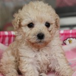 １月２２日生まれ　トイプードル　男の子　クリーム　