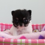 １月３０日生まれ　ロングコートチワワ　ホワイト＆ブラック（パーティ）　女の子