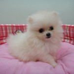 1月18日生まれ　ポメラニアン　ホワイト　女の子