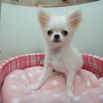 １月３０日生まれ　ロングコートちわわ　クリーム　男の子