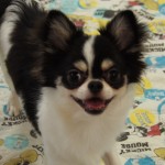 １月３０日　ロングコートチワワ　ホワイト＆ブラック＆タン　男の子