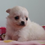 ロングコートチワワ　男の子　クリーム