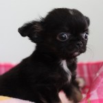 ロングコートチワワ　男の子　ブラック&タン