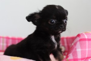 ちわくろちゃん