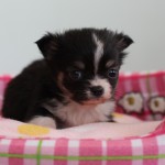 ロングコートチワワ　男の子　ブラック&ホワイトマーキングス