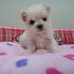 マルチーズ 3月10日産まれ 女の子
