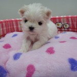 マルチーズ  3月10日産まれ 女の子
