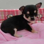 3月21日生まれ スムースコートチワワ 男の子 ブラック＆クリーム