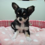 3月21日生まれ ロングコートチワワ 男の子 ブラックタン＆ホワイトマーキングス