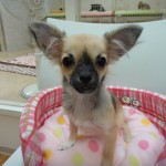 3月17日生まれ ロングコートチワワ 女の子 フォーン