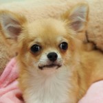 ロングコートチワワ  男の子  毛色-レッド