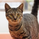 保護猫「真太郎」