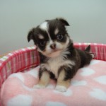 ロングコートチワワ　５月１８日生まれ　男の子　チョコレートクリーム＆ホワイトマーキングス