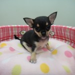 スムースコートチワワ　女の子　ブラック＆タン