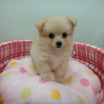 ロングコートチワワ　女の子