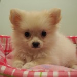 ロングコートチワワ　女の子　クリーム