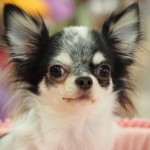 ロングコートチワワ　１月２日生まれ　ホワイト＆ブラック　女の子