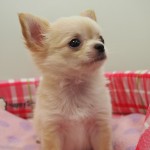 ロングコートチワワ　男の子　７月２３日生まれ　クリーム