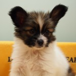 パピヨン　男の子　８月１１日生まれ　カラー：ホワイト＆セーブル