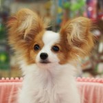 パピヨン　女の子　８月２４日生まれ　ホワイト＆レッド